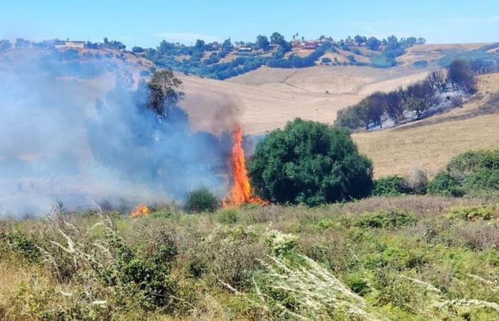 Tangier: 12 hectares of fields destroyed by fire in the Had El Gharbia region