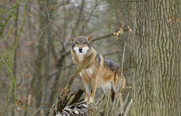 “There is more aggressive behavior among wolves in captivity” – Libération