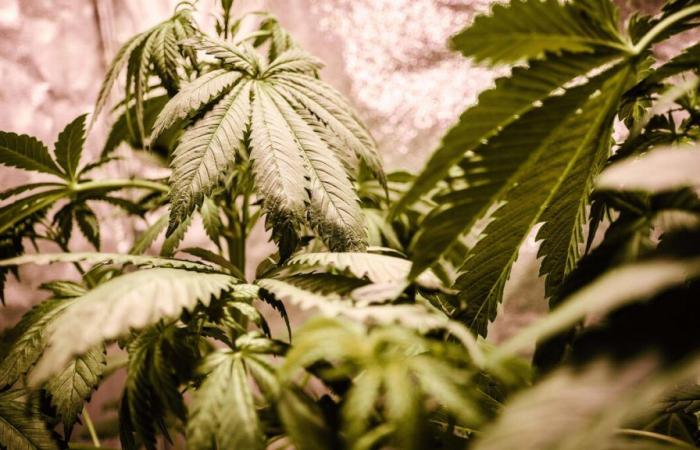 Returning from abroad, an Englishman discovers 10 tonnes of drugs in his house transformed into a cannabis farm