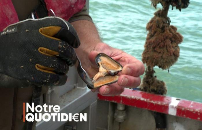 Black-yellow-red mussels are popular: this is how they are raised