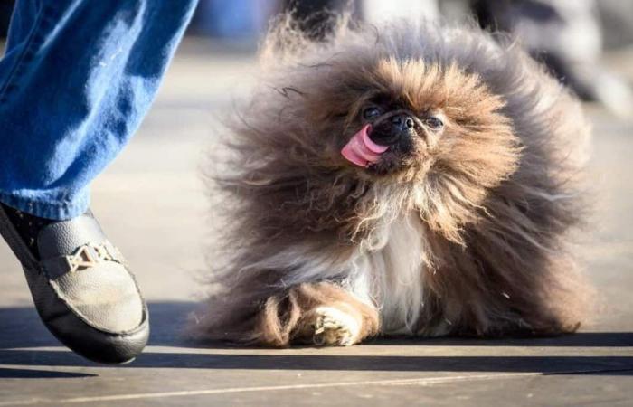 Meet Wild Thang, the ‘Ugliest Dog in the World’