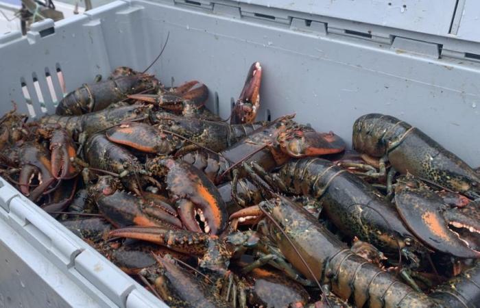The price of Island lobster still falling