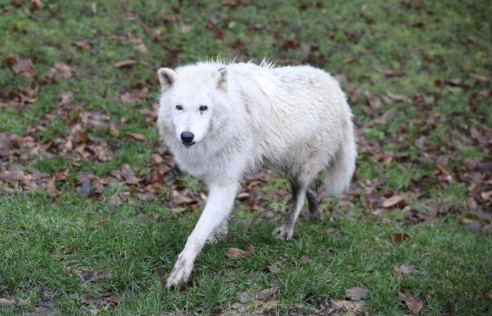 woman seriously injured after being bitten by wolves