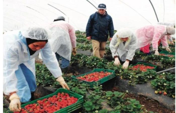 Strawberries: Morocco in the world Top 10