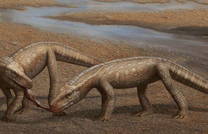 An ancestor of crocodiles has just been discovered and it is 237 million years old