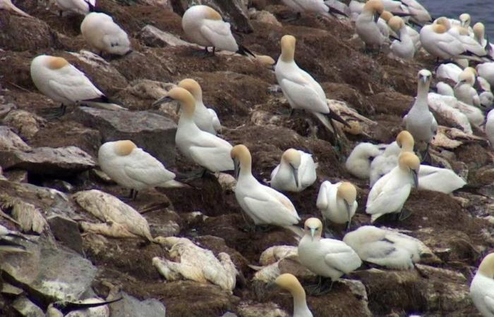 The population of gannets, hard hit by avian flu, is getting better – Portail des Îles de la Madeleine