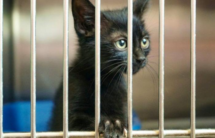 Sentenced for abandoning a cat in front of a vet in Basel