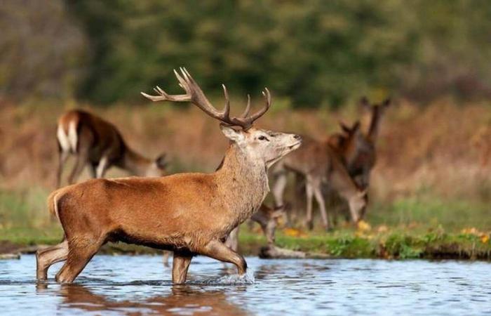 Is “zombie deer disease”, which is spreading in North America, transmissible to humans? – Evening edition West-France