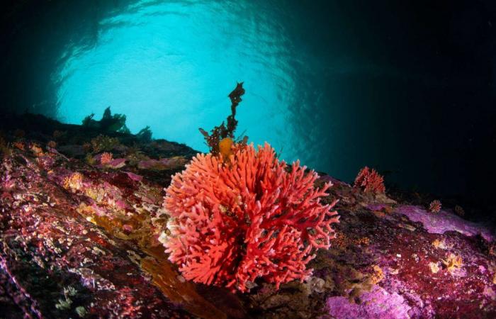 In Malaysia, more than half of the coral reef affected by an episode of bleaching due to global warming