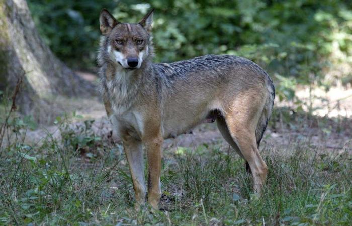 Wolf attack on a jogger at Thoiry zoo: what happened?
