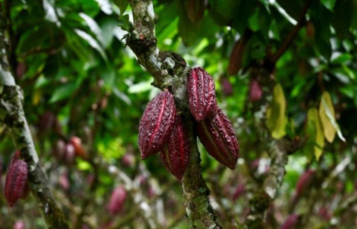 Who benefits from the crazy surge in cocoa prices? – 06/25/2024 at 10:50