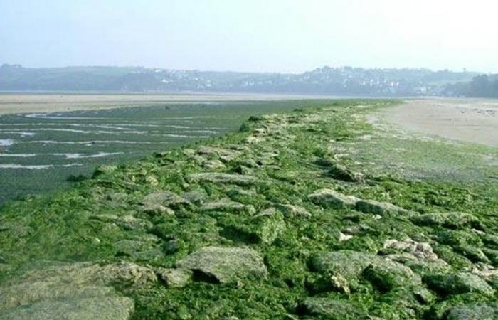 the town once again drowned in green algae