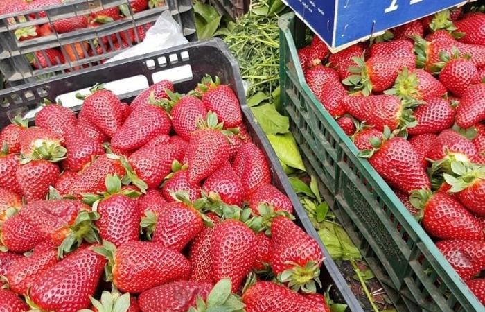 Moroccan strawberries in the Top 10 of world leaders