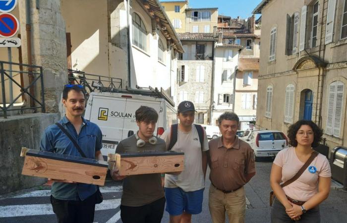 The city of Auch has launched a campaign to protect swallows and swifts – Le Petit Journal