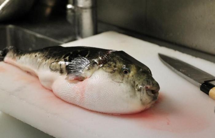 noodles fried with fugu, a fish known to be deadly, sold in supermarkets