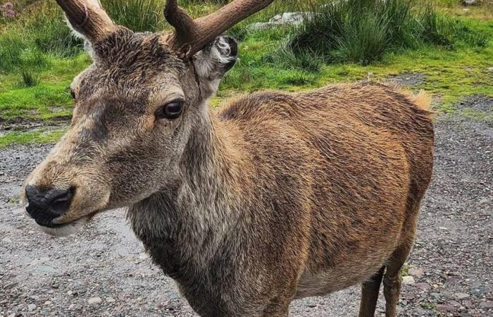 Croissants and rice krispies: popular deer euthanized after being fed by tourists