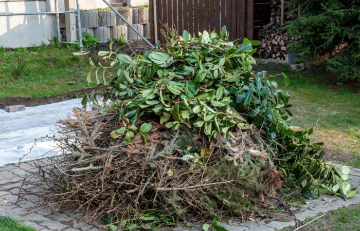 Your green waste collected directly from your home