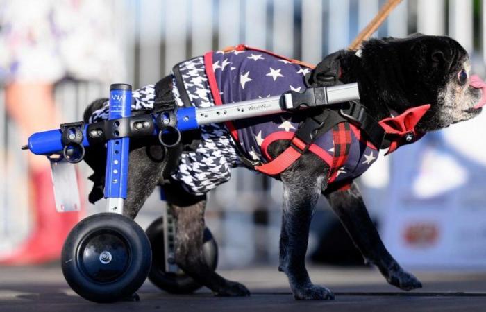 Hanging tongue, big eyes, rolling cart… The “world’s ugliest dog competition” in pictures