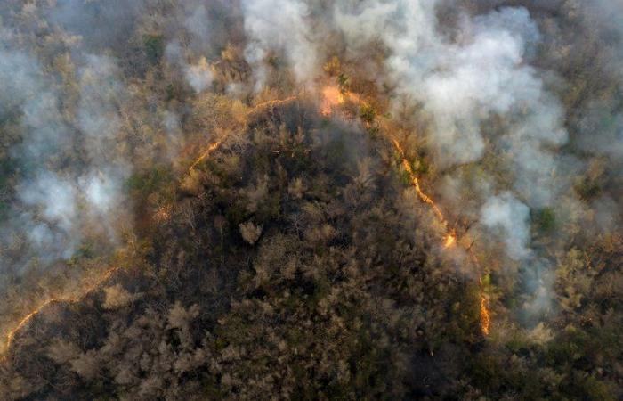 Extreme forest fires have doubled in the last 20 years around the world: global warming due to human activity could be the cause