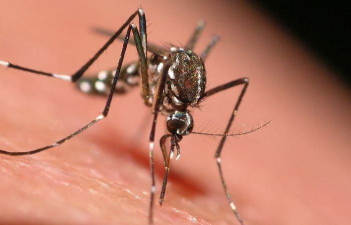 How quickly can a tiger mosquito transmit the disease during the Olympics?