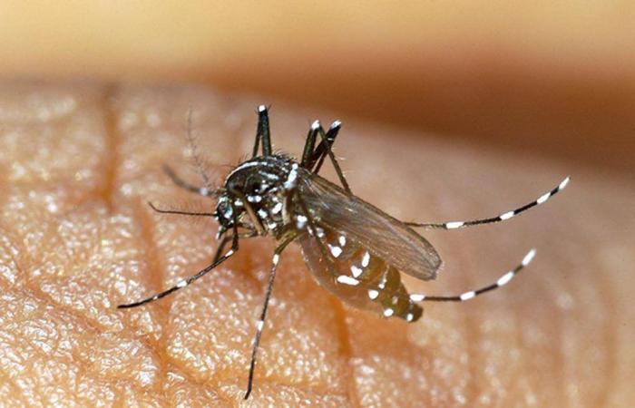 One month before the event, dengue and other arboviruses more than ever under surveillance
