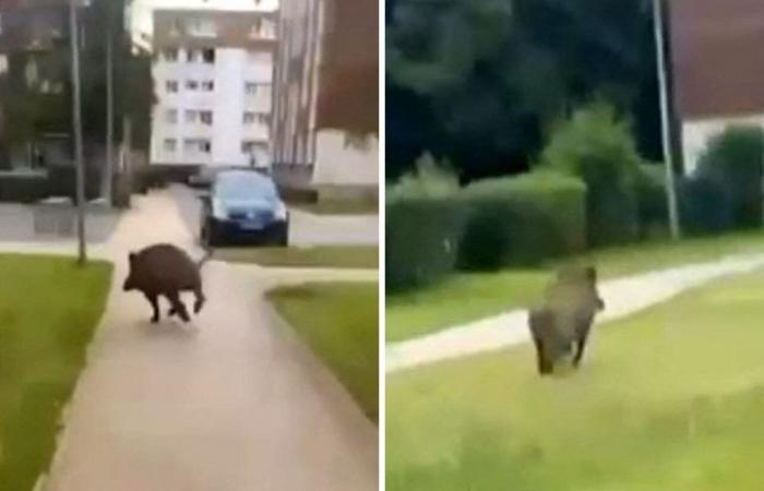 VIDEO. Wild boars at the foot of buildings in Hauts de Rouen: “We don’t know what to do anymore”