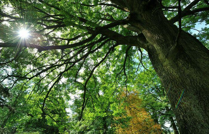 A summer under the trees – Barefoot trails Arboretum de Versailles-Chèvreloup Le Chesnay-Rocquencourt Friday June 28, 2024
