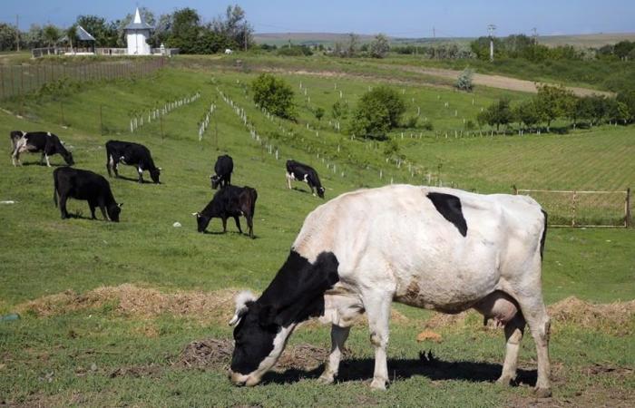 Denmark to tax cattle flatulence to combat global warming