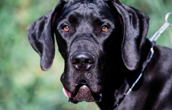 “Our whole family is devastated”… Kevin, the largest dog in the world, died suddenly at the age of 3