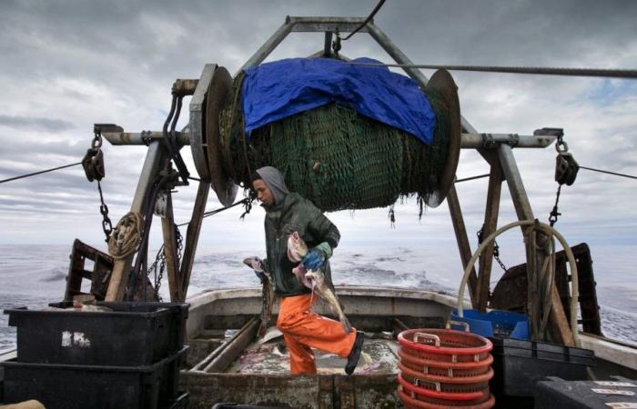 Federal government ends Newfoundland cod moratorium after more than 30 years