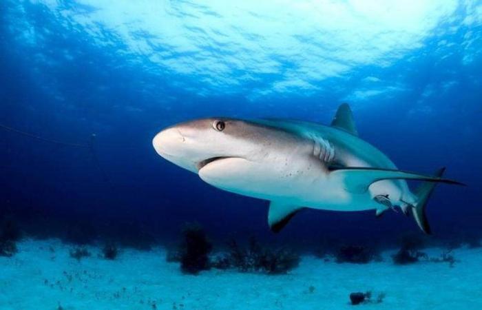 No, the shark is not the biggest “man-eater”, here are the five most dangerous species – Ouest-France evening edition