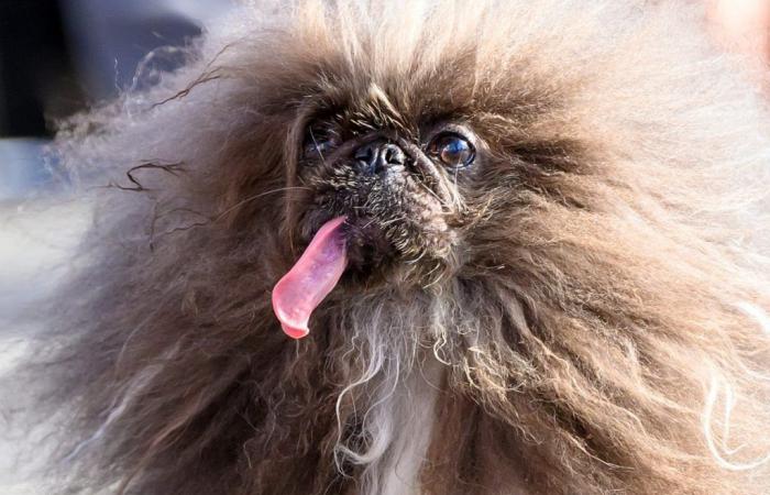 This Pekingese dog is “the ugliest in the world”
