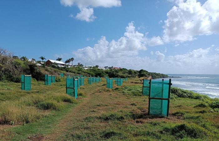 In Sainte-Anne, nature-based solutions are reversing coastal erosion