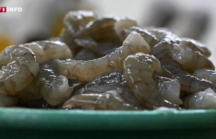 Product recall: beware of these tropical shrimp contaminated by a “flesh-eating” bacteria