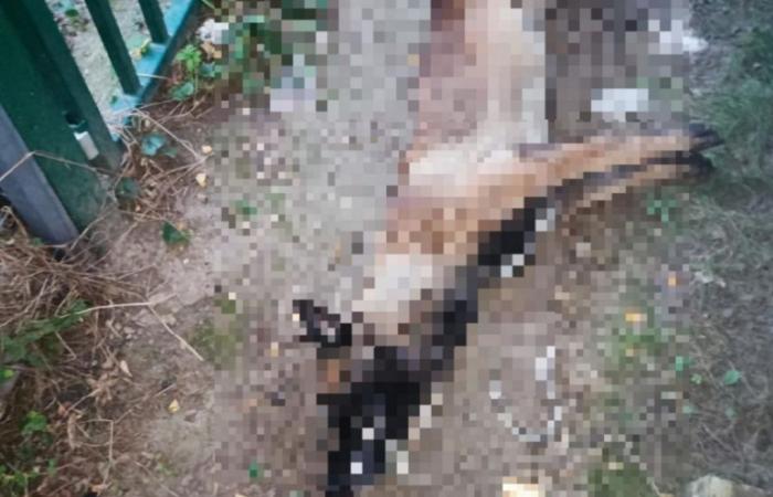 Dog found hanging on a school gate in Drancy: the master sentenced to prison