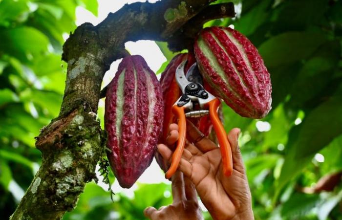 In Ecuador, cocoa at a high price delights producers but attracts criminals
