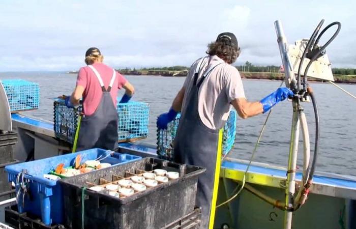 Lobster fishing: prices still falling