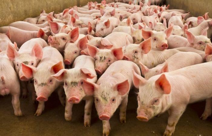 Who are the largest pork producers in the world and France?
