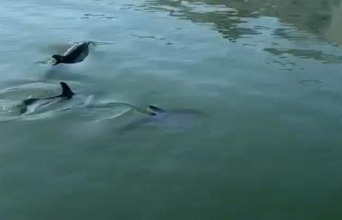 Three dolphins settle into a pool in the Vieux Port in La Rochelle