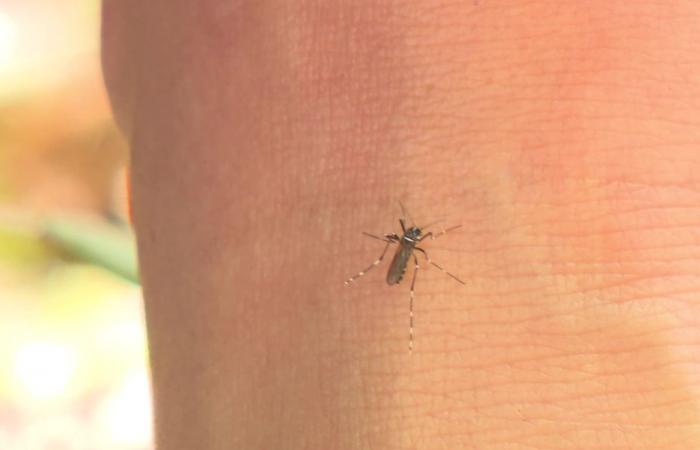 “Outside when we are invaded, what to do”, faced with the tiger mosquito, residents and municipalities lead the fight