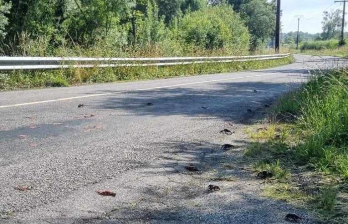Roads, gardens and even parking lots, crayfish are invading the Saint-Nazaire region