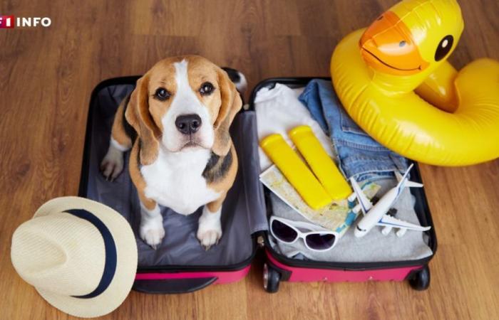 On vacation, here are the good reflexes to adopt to protect your dog