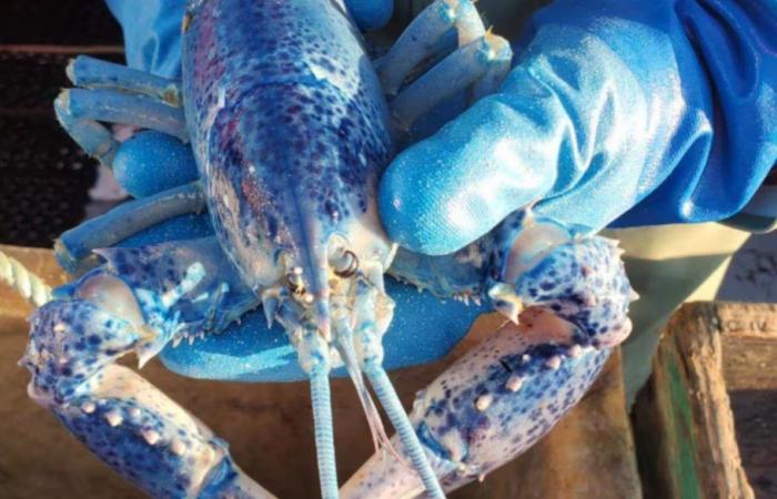 A blue lobster caught and released off the coast of Nova Scotia – Portail des Îles de la Madeleine