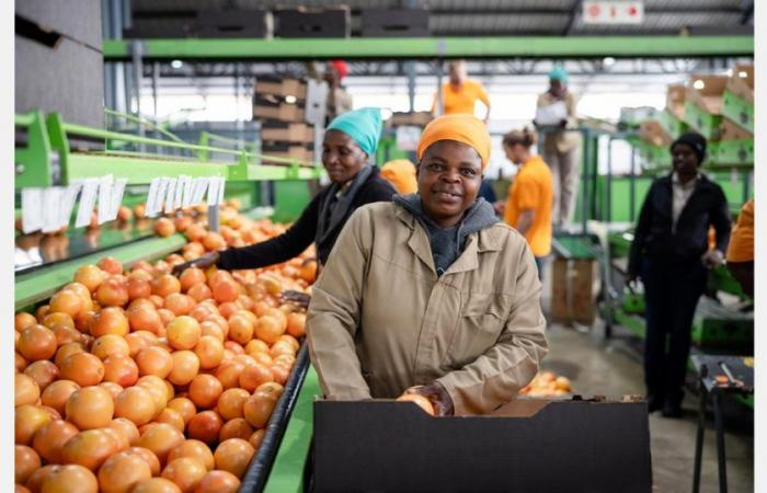 “The prices of oranges for juice on the local South African market are higher than those we are prepared to pay in Europe”