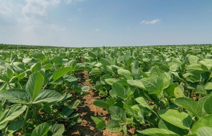 2024 season: Full throttle on soybeans in Quebec
