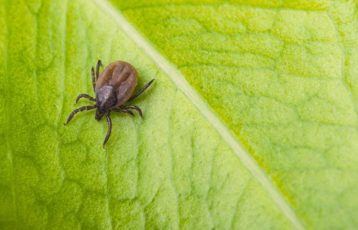 Lyme disease: Drummond moves into endemic zone