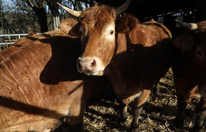 Hiker killed by cow attack in Austria
