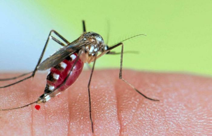 Why mosquito bites itch and cause pimples