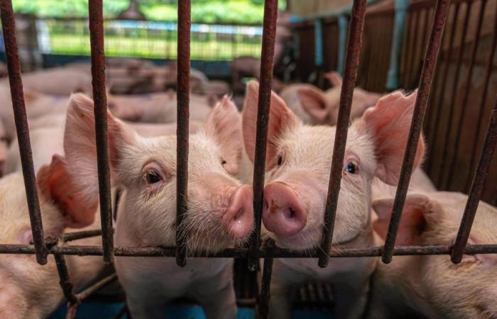 Animal cloning reform: Ottawa acted without consulting Quebec
