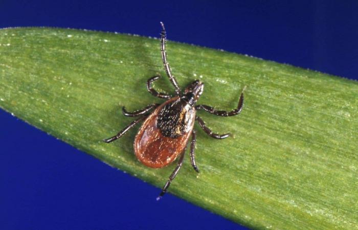 More and more municipalities located in areas endemic for Lyme disease